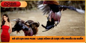 Đá Gà Cựa Dao PG66